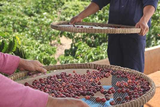 ¿Cuál es el país de origen del café?