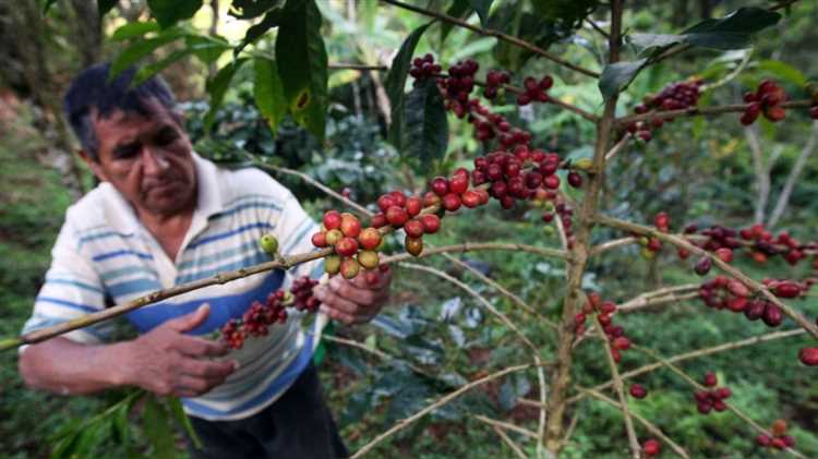 ¿Dónde producen más café en Perú?