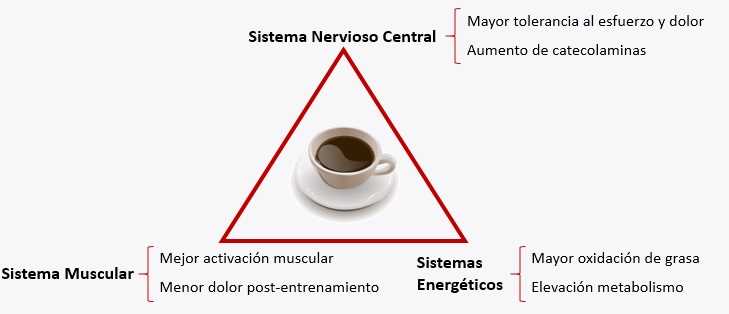 1. Estimula el sistema nervioso central