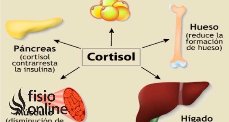 ¿Qué es la hormona del estrés cortisol?