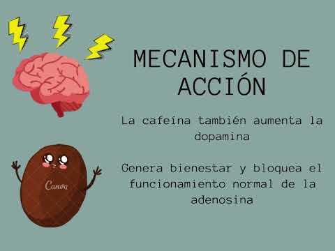 ¿Qué hace la cafeína en el cerebro?